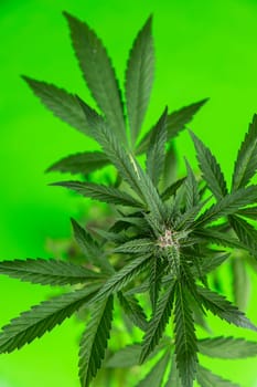 Cannabis leaf and marijuana plant. medical marijuana cannabis