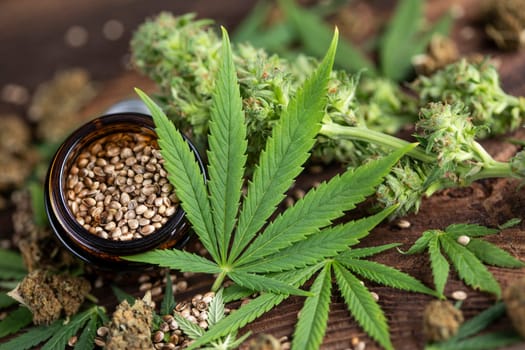 Marijuana plant with medical cannabis, cbd