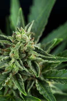 Marijuana plant with medical cannabis, cbd