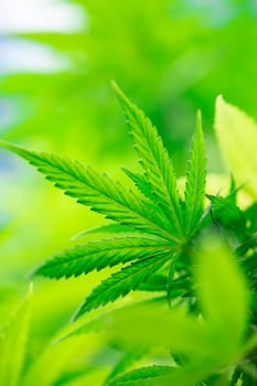 Cannabis leaf and marijuana plant. medical marijuana cannabis