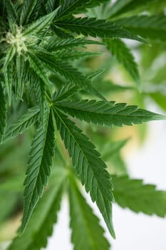 Cannabis leaf and marijuana plant. medical marijuana cannabis