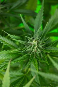 Cannabis leaves, green background, close up, marijuana