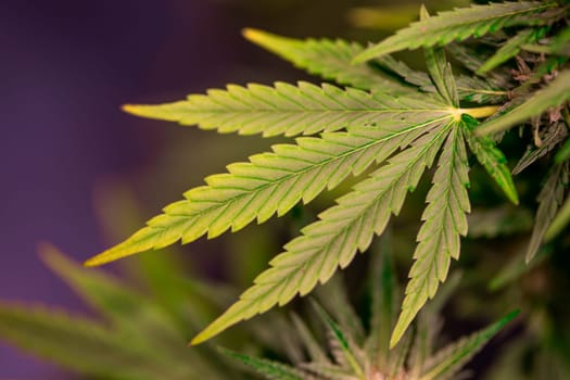 Weed medicine leaf, Grow indica flowering, Cannabis plant, Marijuana