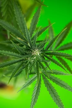 Cannabis leaves, Hemp medical plant, Marijuana