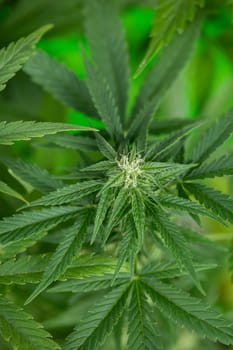 Cannabis leaves, Hemp medical plant, Marijuana