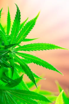 Close up view of green marijuana plant