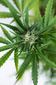 Close up view of green marijuana plant