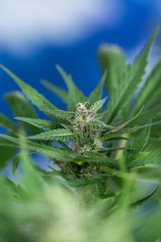 Close up view of green marijuana plant