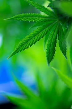 Cannabis leaves, Hemp medical plant, Marijuana