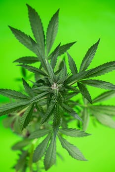 Cannabis leaves, Hemp medical plant, Marijuana