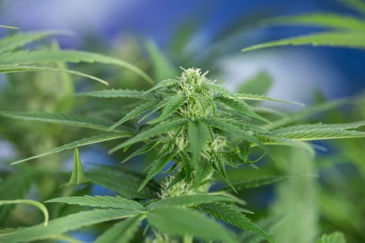 Cannabis leaf and marijuana plant. medical marijuana cannabis