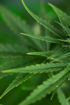 Marijuana, cannabis plant. cannabis plant