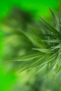 Marijuana plant with medical cannabis, cbd