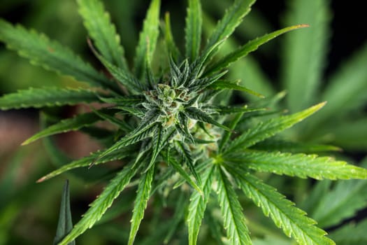 Close up view of green marijuana plant