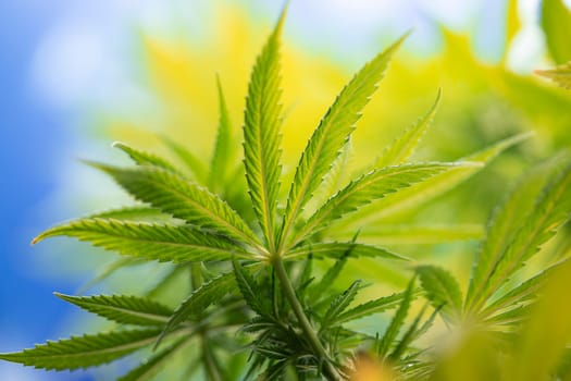 Cannabis leaf and marijuana plant. medical marijuana cannabis