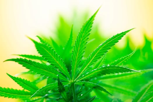 Close up view of green marijuana plant