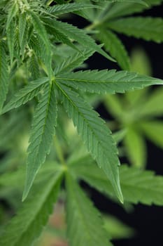 Green cannabis flowers, Weed medicine leaf, Marijuana