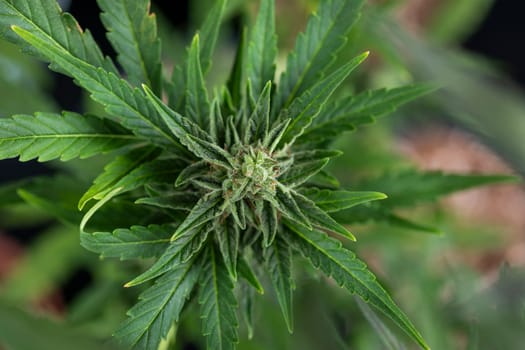 Cannabis leaves with marijuana, cbd concept