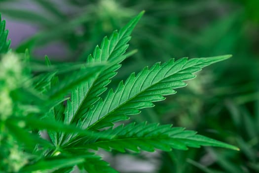 Close up view of green marijuana plant