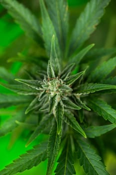 Marijuana plant with medical cannabis, cbd