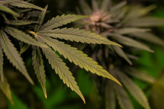 Weed medicine leaf, Grow indica flowering, Cannabis plant, Marijuana