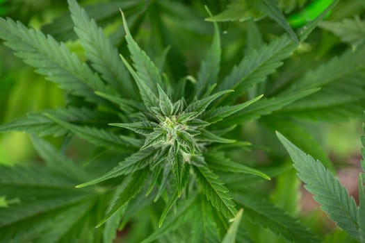 Close up view of green marijuana plant