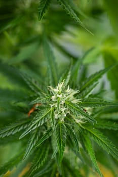 Close up view of green marijuana plant