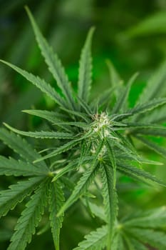 Cannabis leaf and marijuana plant. medical marijuana cannabis