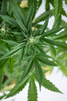 Close up view of green marijuana plant