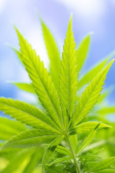Close up view of green marijuana plant