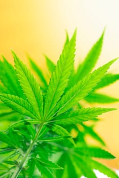 Cannabis leaf and marijuana plant. medical marijuana cannabis