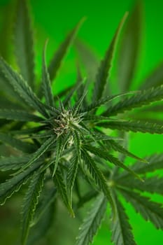Close up view of green marijuana plant