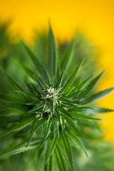 Cannabis leaves, Hemp medical plant, Marijuana
