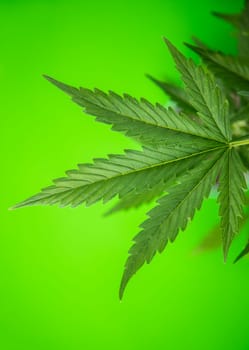 Cannabis leaves, green background, close up, marijuana