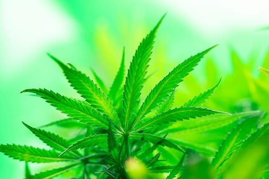 Cannabis leaf and marijuana plant. medical marijuana cannabis