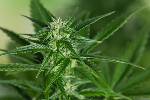 Close up view of green marijuana plant