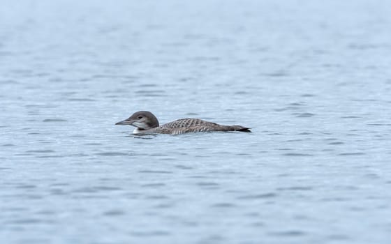 A Young Loon on a Wilderness Lake in Souix Narrows Provincial Park in Ontario