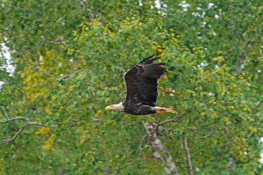 Bald Eagle in Flight in a Forest in Sioux Narrows Provincial Park in Ontario
