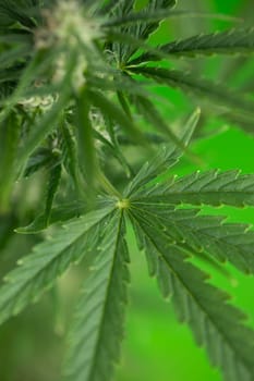 Cannabis leaf and marijuana plant. medical marijuana cannabis