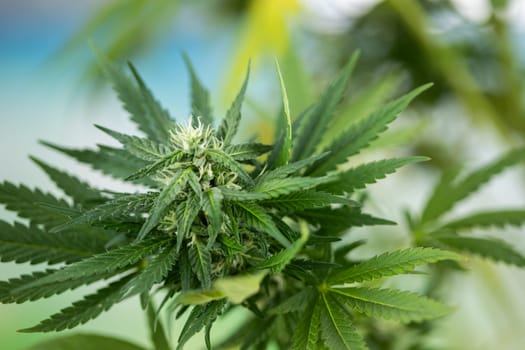 Cannabis leaf and marijuana plant. medical marijuana cannabis