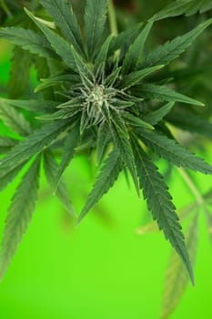 Close up view of green marijuana plant