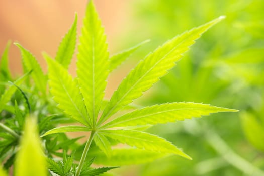 Cannabis leaf and marijuana plant. medical marijuana cannabis