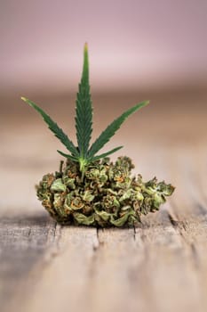Marijuana, cannabis bud and weed, cbd concept