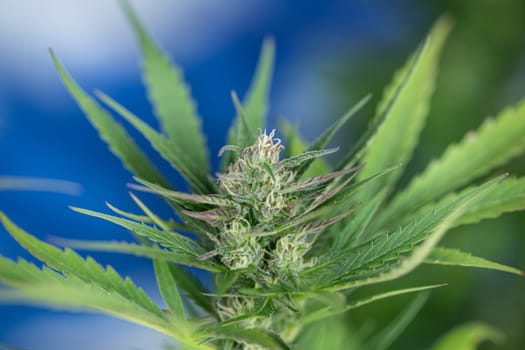 Cannabis leaf and marijuana plant. medical marijuana cannabis