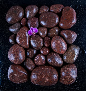 Stones with orchid flower. spa concept