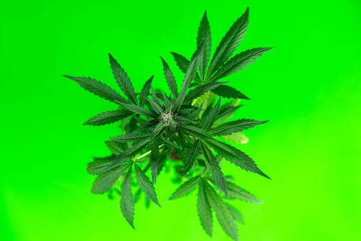 Cannabis leaves, Hemp medical plant, Marijuana