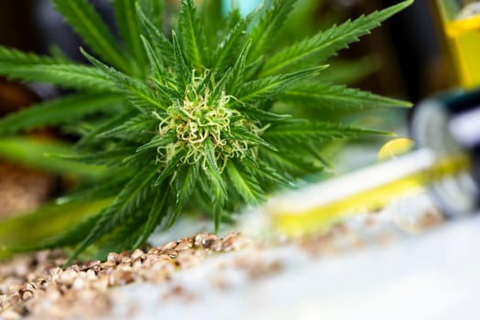 Cbd cannabis and medical marijuana