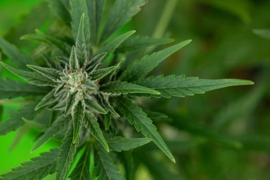 Close up view of green marijuana plant