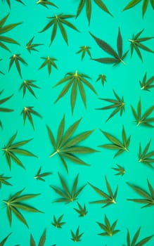 Marijuana cannabis leaf in the light