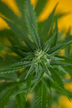 Cannabis leaves, Hemp medical plant, Marijuana